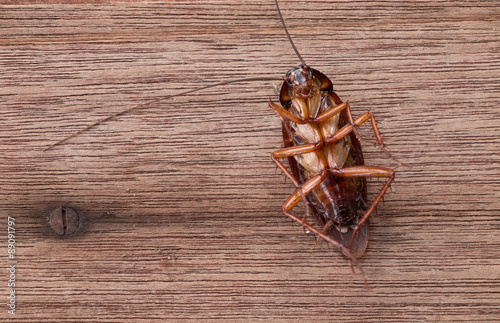 Dead Cockroach on wooden background.