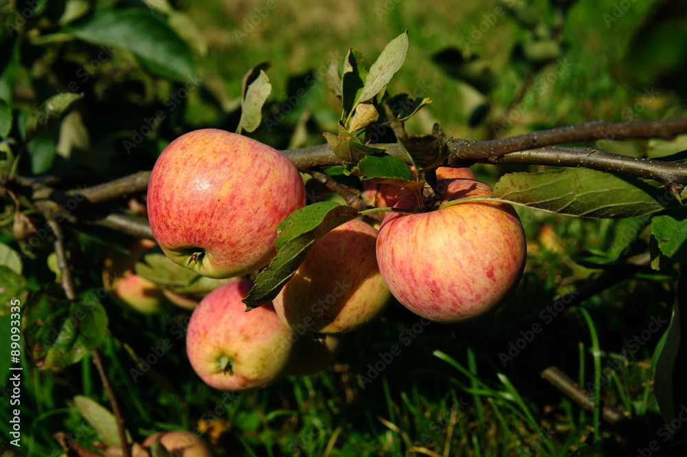 Red Apples on the Branch Red Apples on the Branch