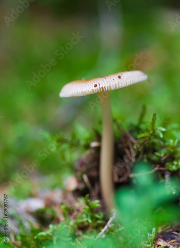 poisonous mushroom