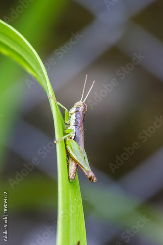 Grasshopper on leaf