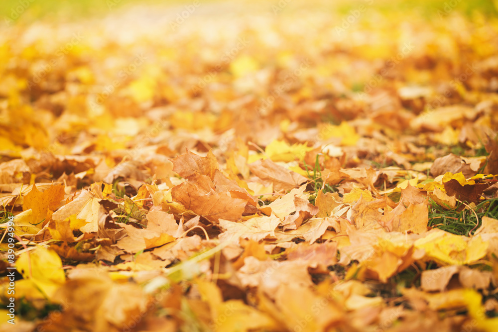 fallen autumn leaves on grass in sunny morning light fallen autumn leaves on grass in sunny morning light