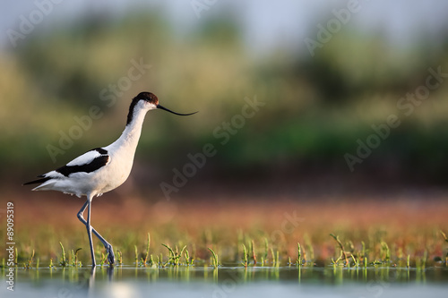 Pied avocet (Recurvirostra avosetta) stepping over water plants in search of food photo