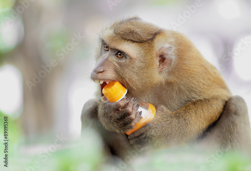 Candid  monkey trying to open a bottle of water with mouth,shallow depth of filed. photo