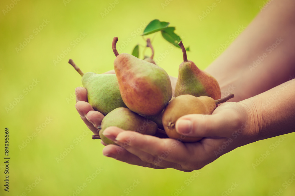 Female farmer holding pears Female farmer holding pears