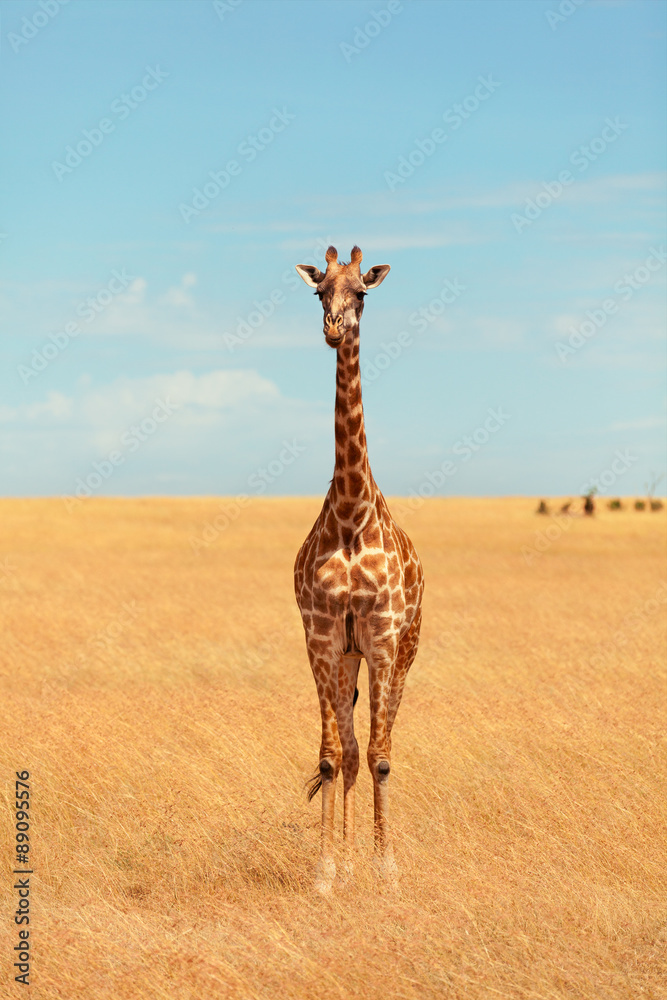 Obraz premium Giraffe in Masai Mara