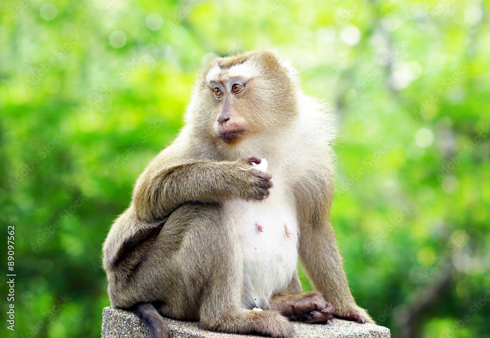 old monkey sitting on fence on green bokeh background