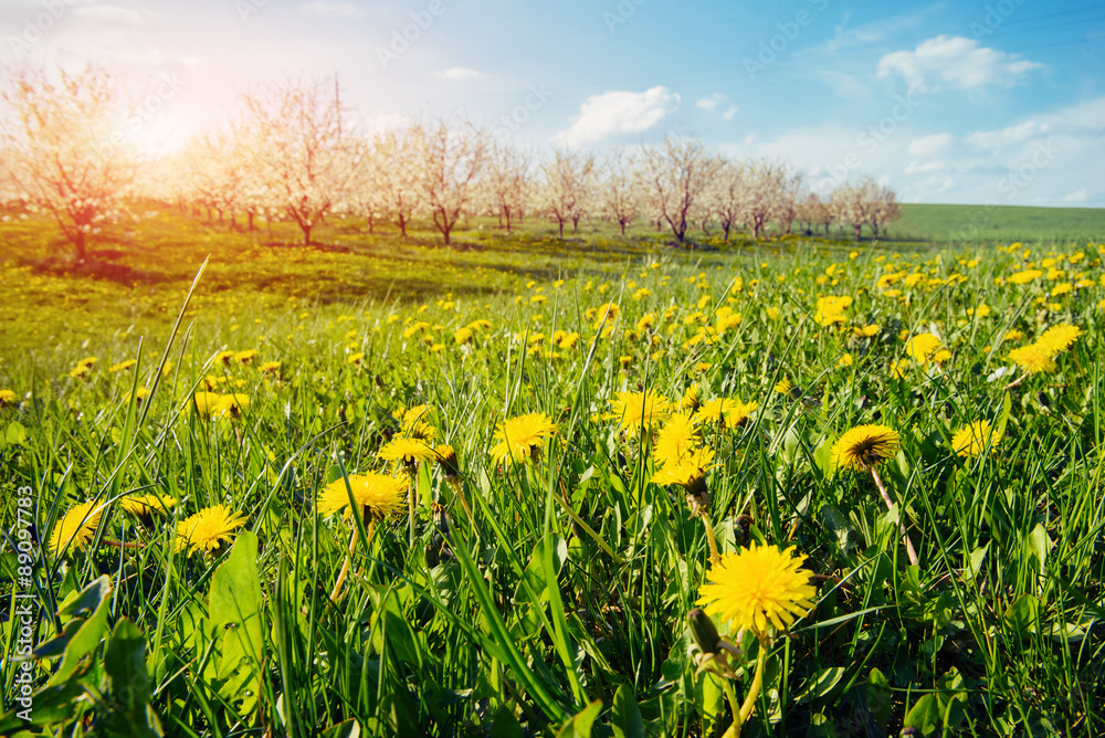 field of yellow dandelions