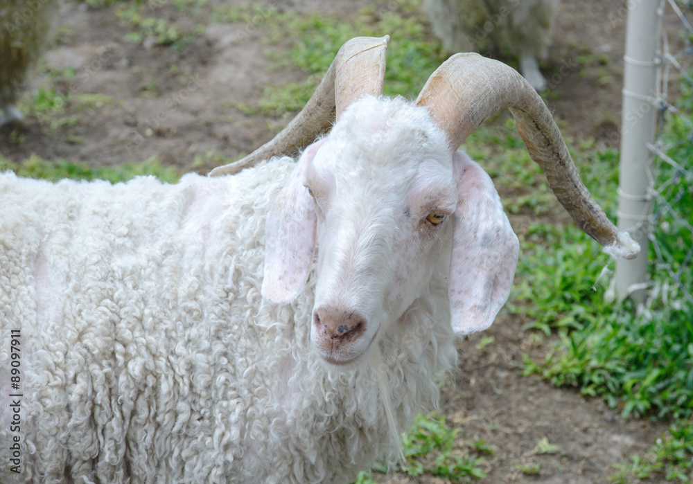 White angora goat (Capra aegagrus hircus)
