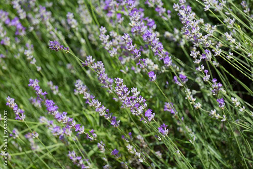 Blossoming lavender in the field in summer day Blossoming lavender in the field in summer day