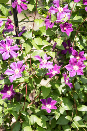 violet flowers of a klematis lit with the bright summer sun