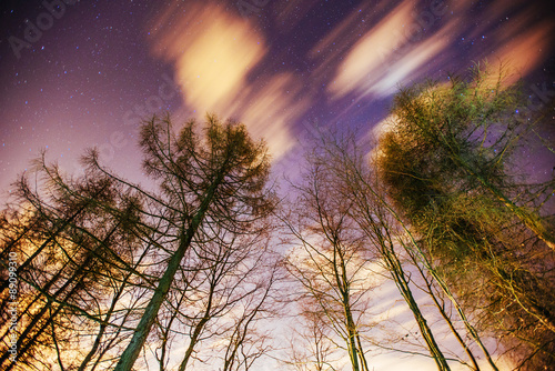 Starry sky through the trees