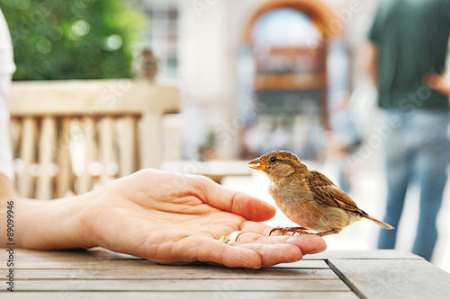 Canvas Print House sparrow ( Passer domesticus) at table, Vienna
