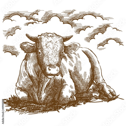Breeding cattle