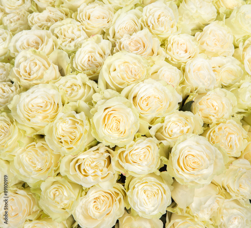 Many white roses as a floral background