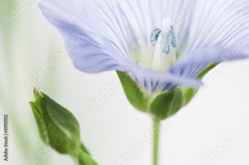 Flax (Linum usitatissimum) flowers
