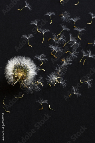 very beautiful dandelion on a black background