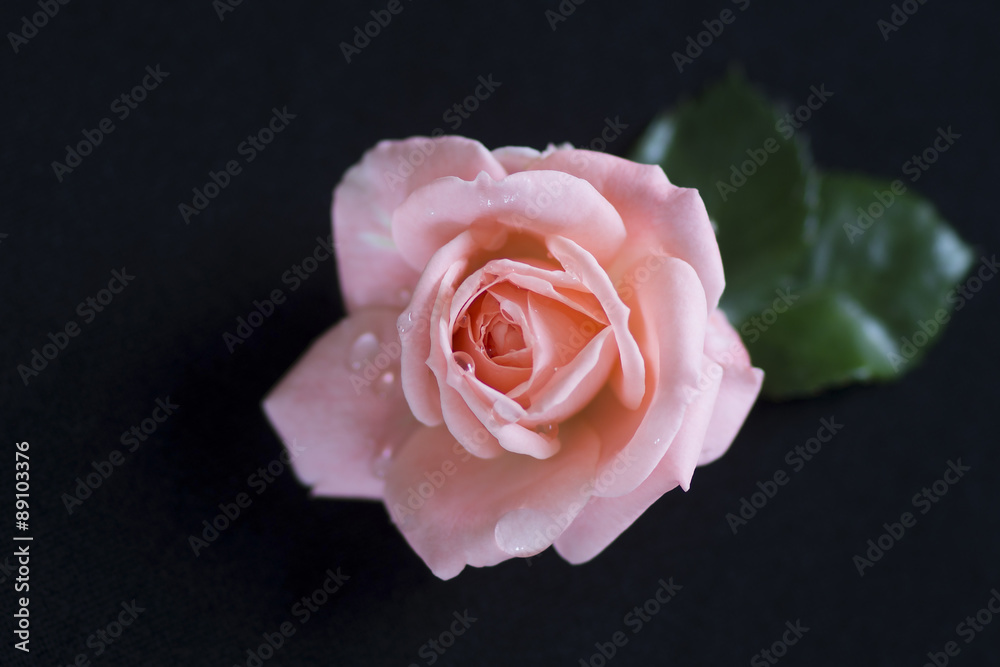 Fototapeta premium roses on a black background