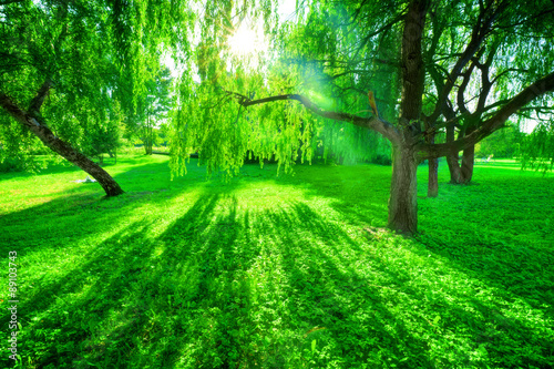 Green summer park. Sun shining through trees, leaves