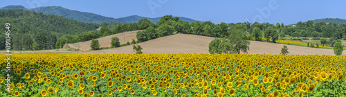 Fototapeta Naklejka Na Ścianę i Meble -  sunflower field with hills in Tuscany in Italy