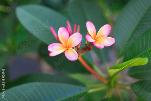 frangipani