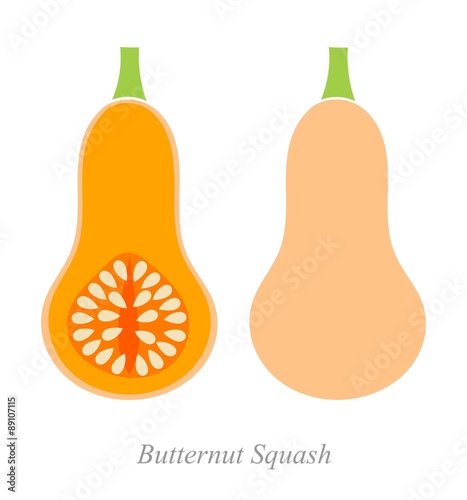 Butternut squash illustration