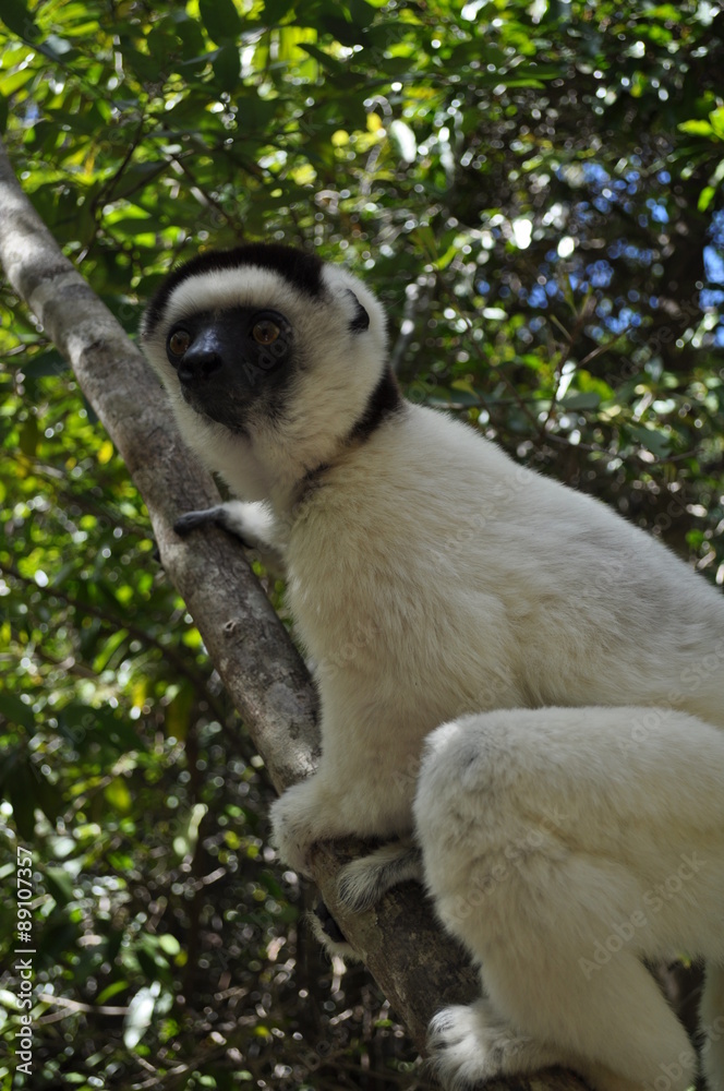 Obraz premium Un Lémurien appelé Sifaka, trouvé dans le parc national malgache Isalo. Ce parc naturel se trouve dans le sud de Madagascar, sur la RN7. 