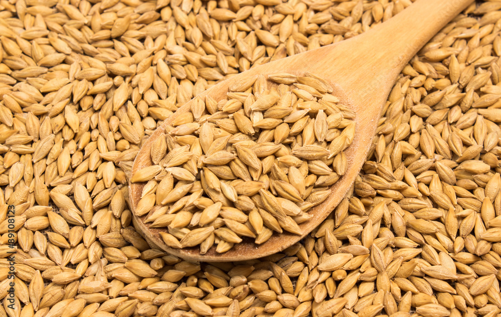barley grain
