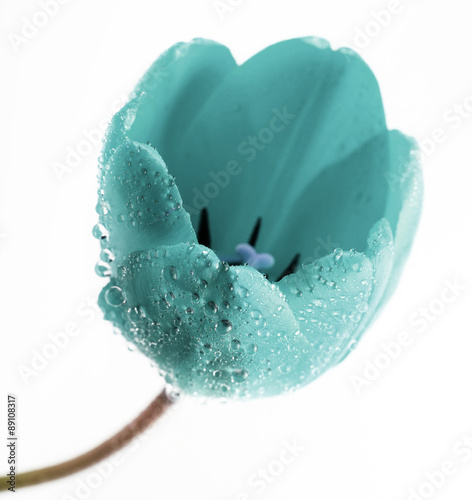 turquoise tulip