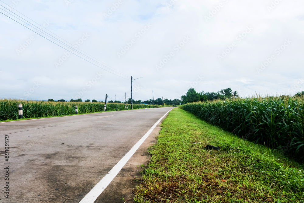 Rural road and Corn field in the morning light