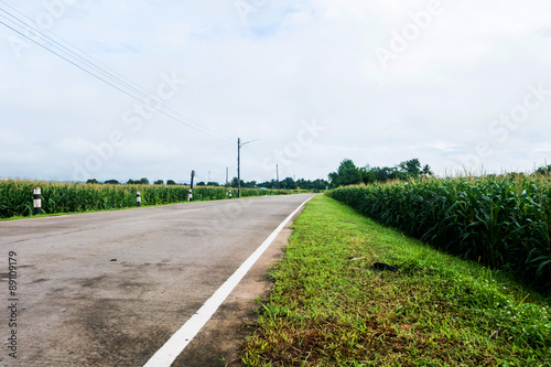 Rural road and Corn field in the morning light