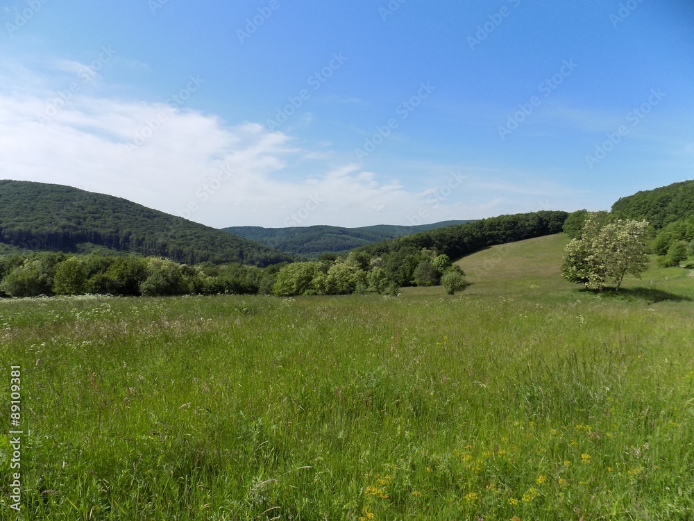 Meadow, forest and sky