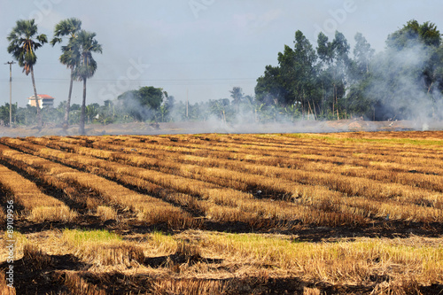 Rice field is burning to prepare ground