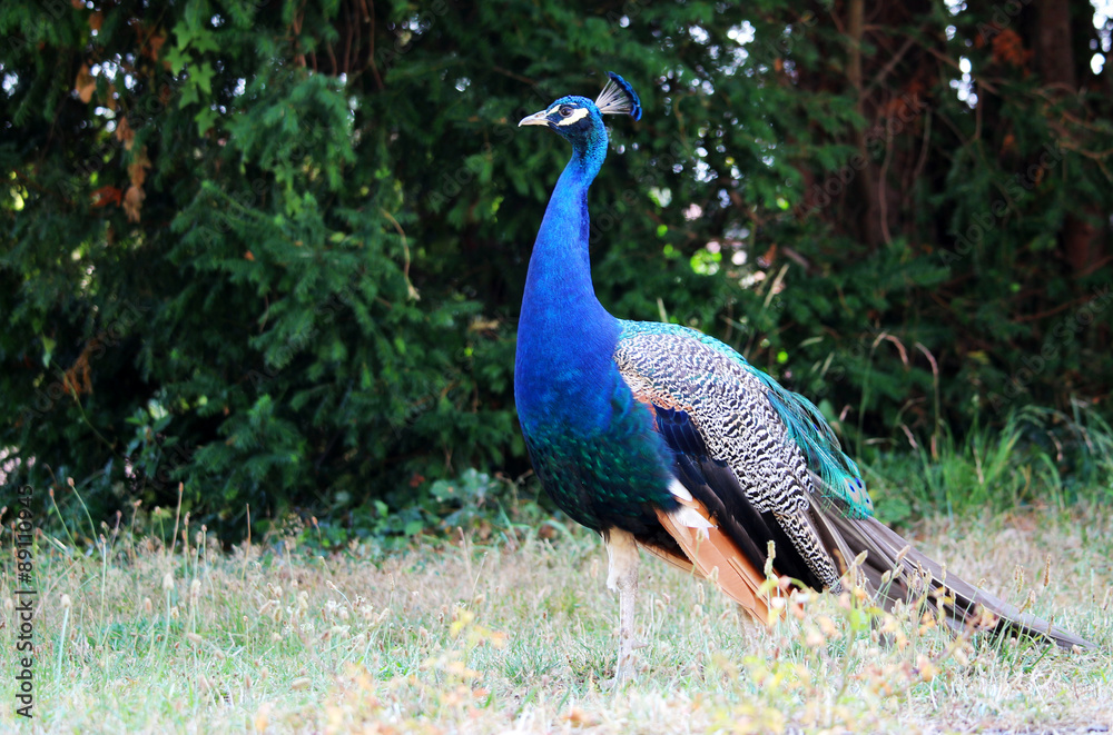 Obraz premium Beautiful blue peacock or peafowl in the garden