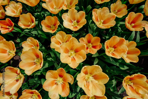 Flower field with colorful tulips.