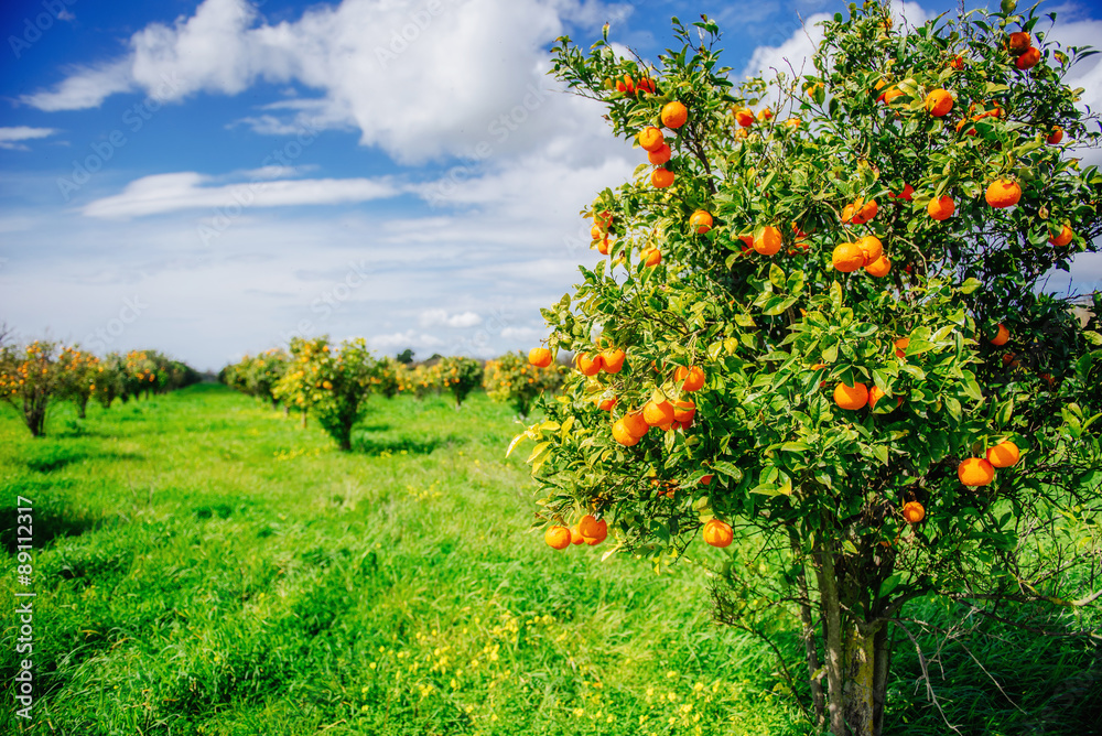 Fototapeta premium orange trees plantations