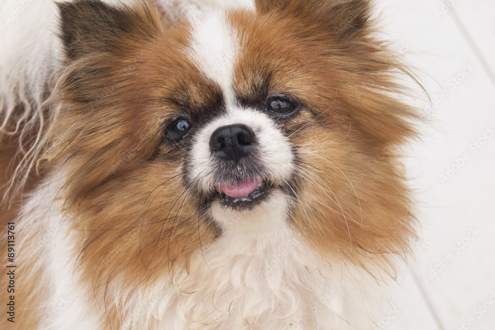 dog dog