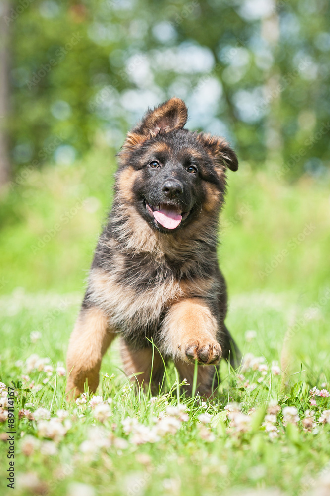 Happy german shepherd puppy playing outdoors Happy german shepherd puppy playing outdoors