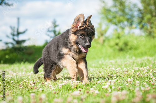 German shepherd puppy running outdoors