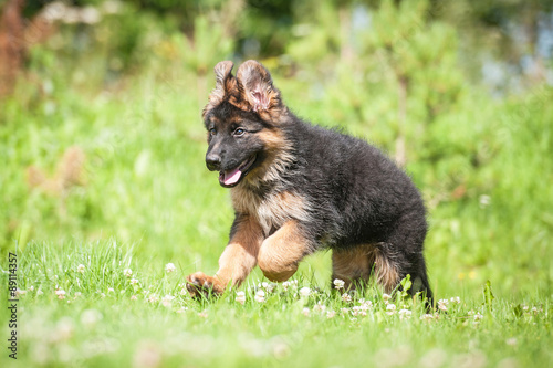 German shepherd puppy running 