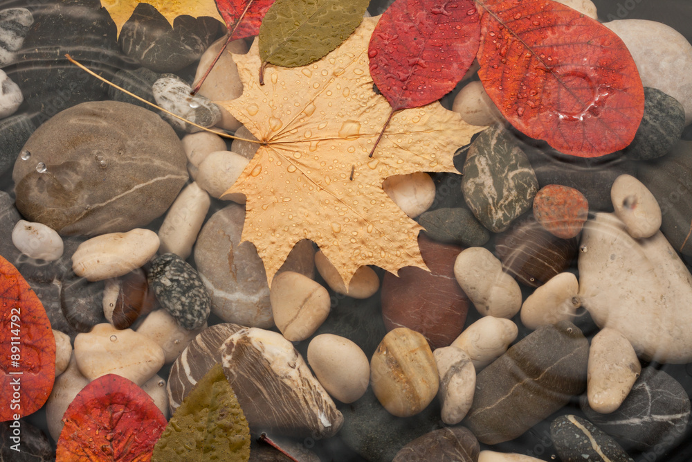 Fallen, beautiful leaves in water in the rain Fallen, beautiful leaves in water in the rain