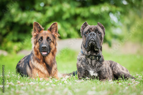 Принти на полотні German shepherd with cane corso dog
