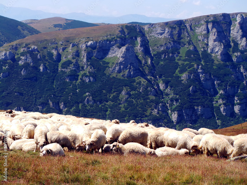 Fototapeta premium Sheep on European mountain