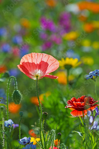 Fototapeta Naklejka Na Ścianę i Meble -  summer meadow with red poppies