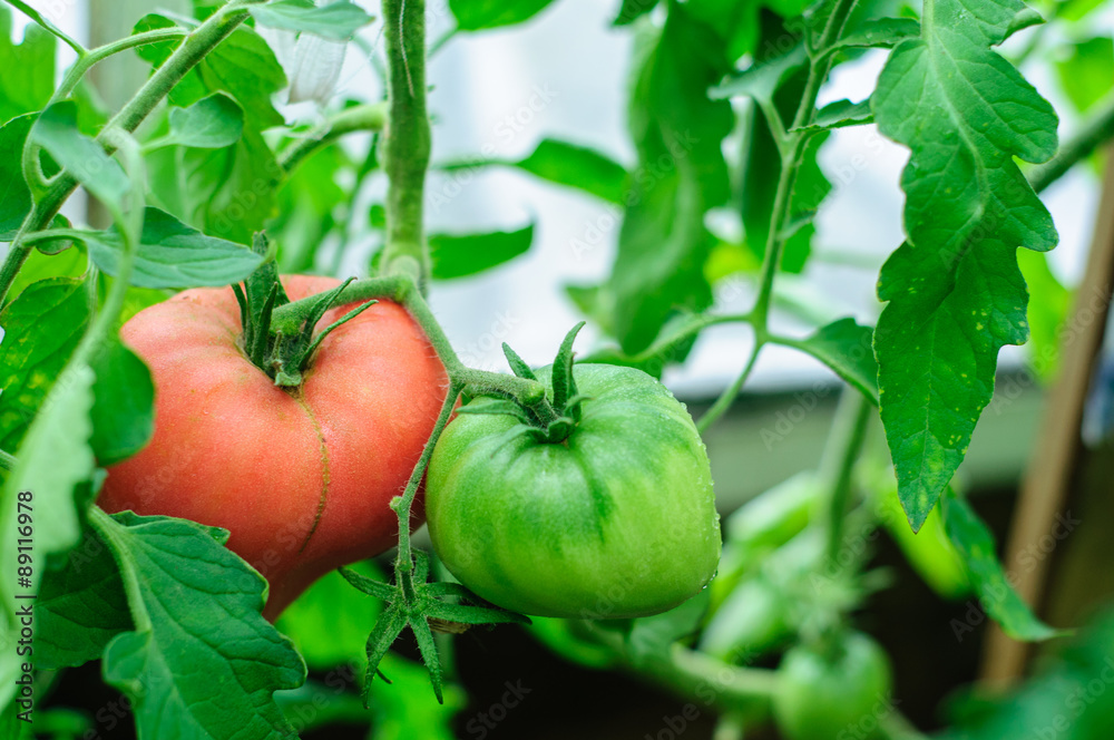 Harvesting of ripe green and red tomatoes