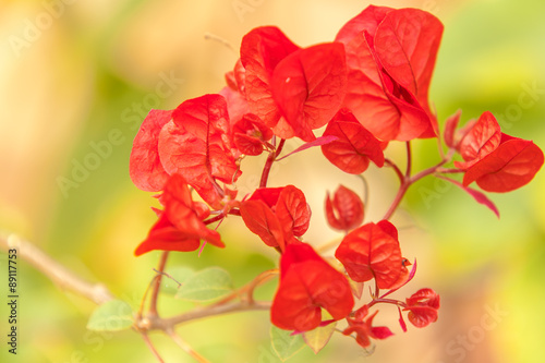  fleurs rouges de bougainvillée 