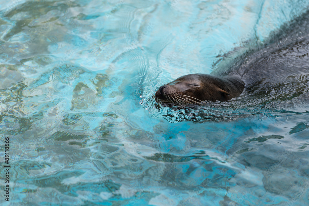 Obraz premium Swimming Seal