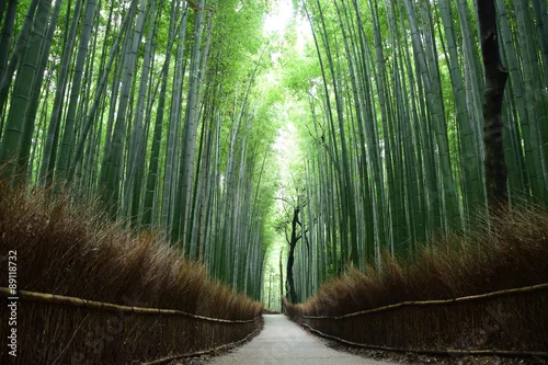 Obraz Mała średnica bambusowego lasu