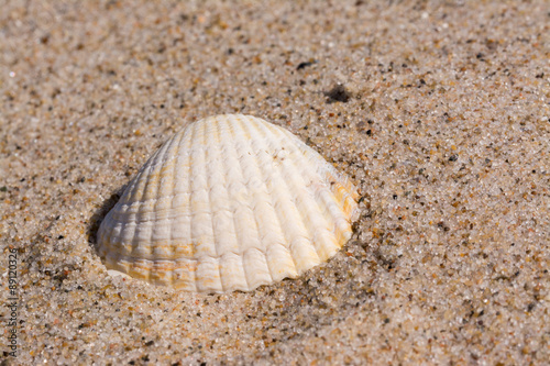 Muschel im dänischen Sand