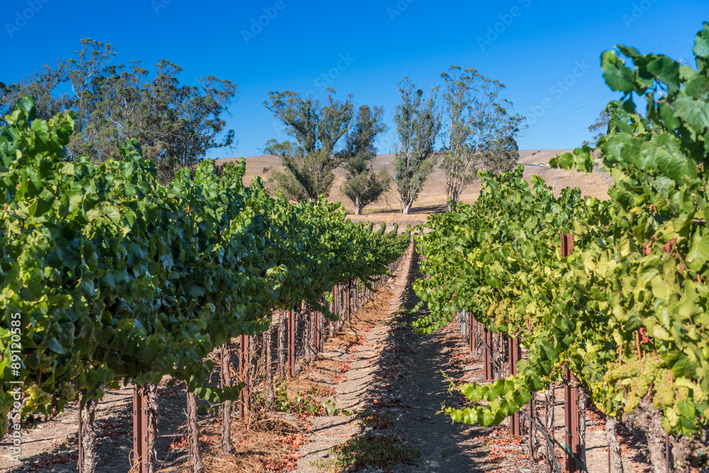 Rows of wine grapes on the vine