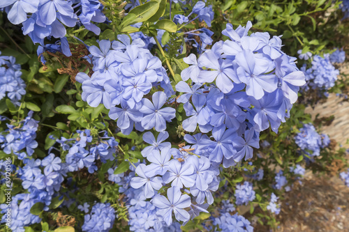 Blue flowers plumbago auriculata, cape leadwort, blue jasmine